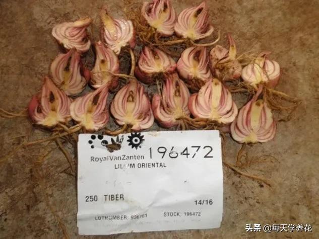 百合虫害的防治方法,百合病虫防治和管理