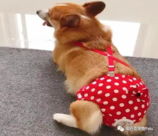 狗狗来了例假怎么办,狗狗姨妈期生理裤