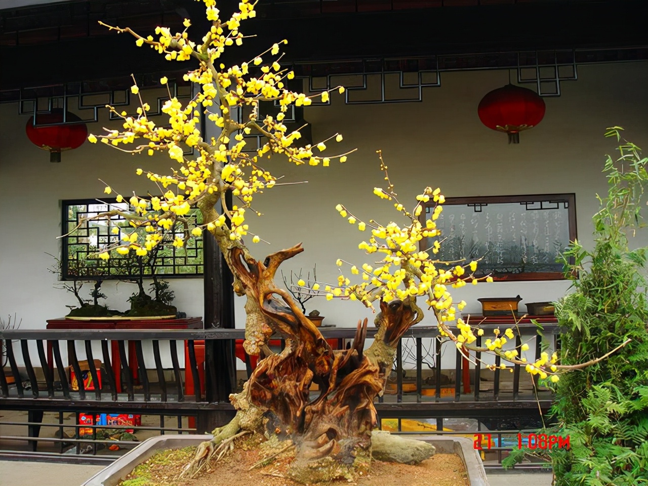 哪些花卉爱阳光浓香好养,喜阴凉的花卉都有哪些好养的