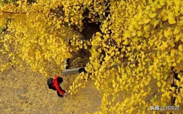 辉县白云寺国家森林公园好看吗,从获嘉县城到辉县白云寺怎么走