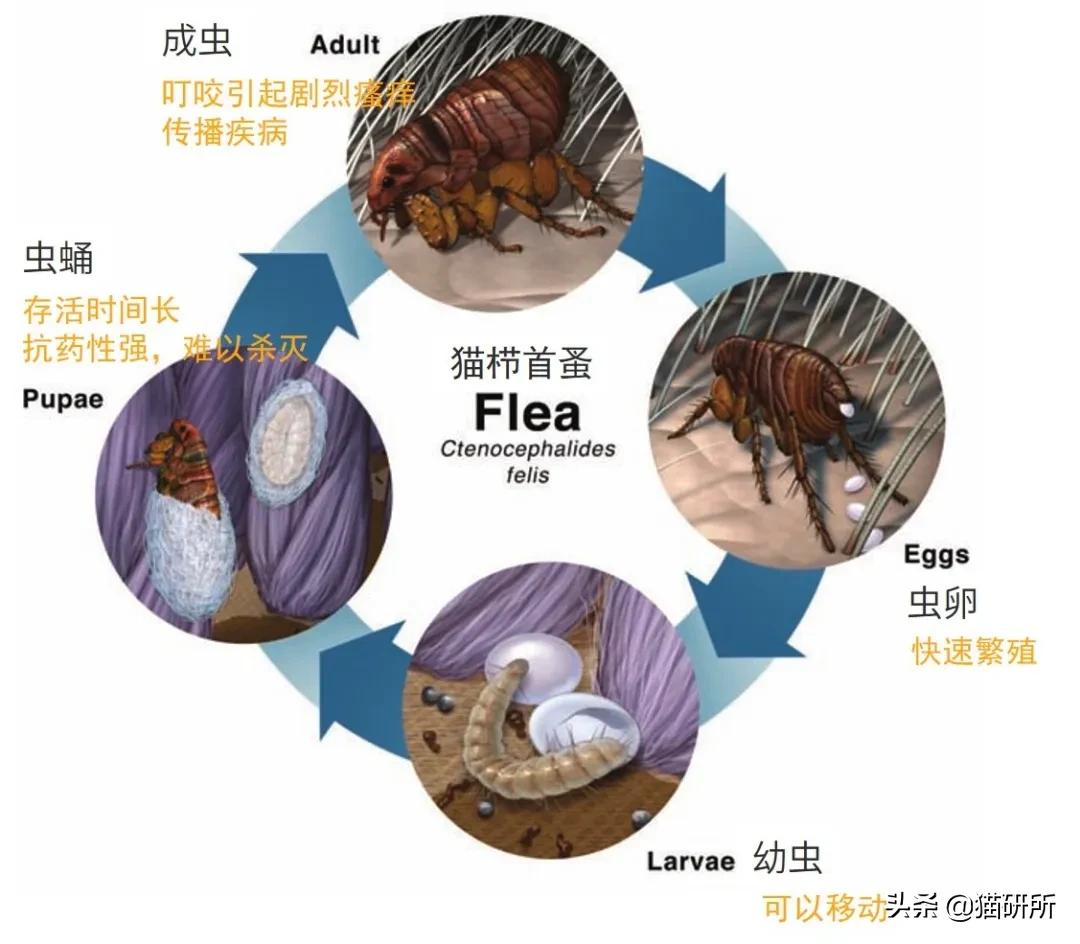 消灭跳蚤用什么药,消灭99.99%的跳蚤