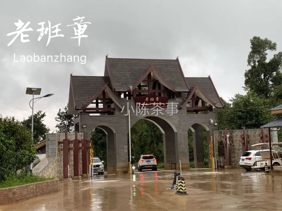 普洱茶古树茶小众山头,普洱茶古树茶与台地茶的区分在哪