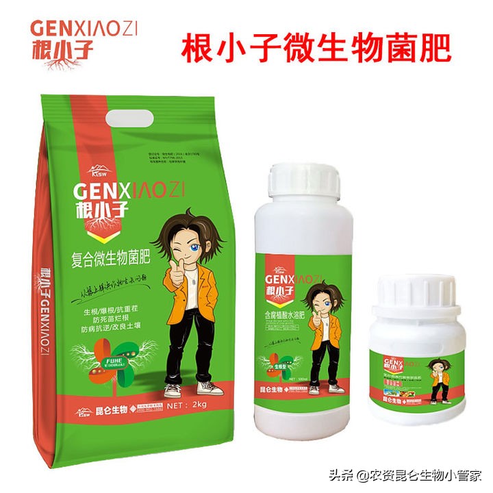 大蒜根腐病怎么治疗,大蒜根腐病怎么防治