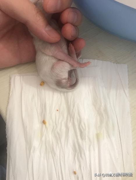 羊奶乳糖和牛奶乳糖的区分,真相和本质的区分