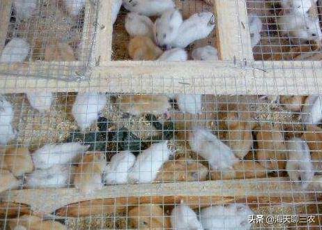 仓鼠养殖攻略,仓鼠的养殖攻略