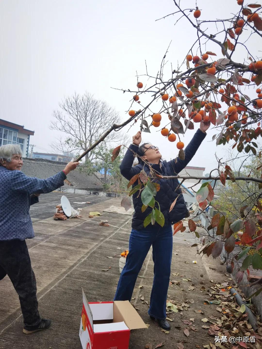 【我为群众办实事】淇县：秋末柿子红检民情意浓