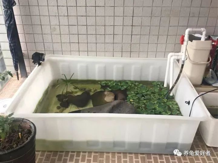 怎么养龟存活率大,养龟应该规律喂食还是不规律喂食