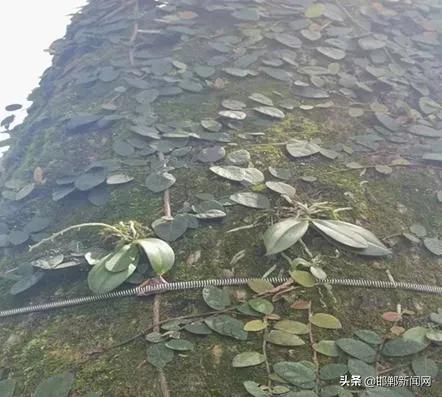 于志刚被逮捕！邢台宁晋地震！天上惊现“金箍棒”！7月16日邯郸新闻早报