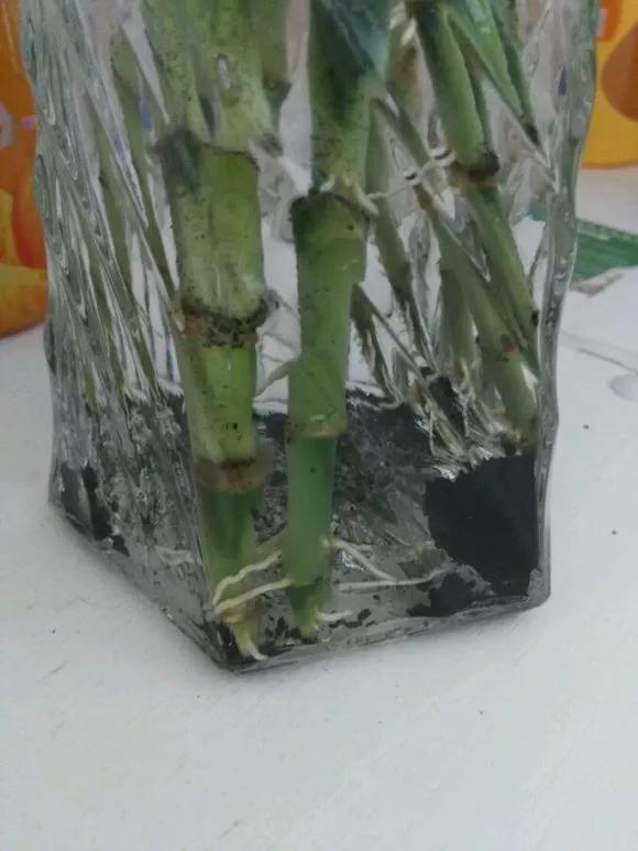 家里养的富贵竹，突然就烂根了，3种正确处理方式，预防烂根