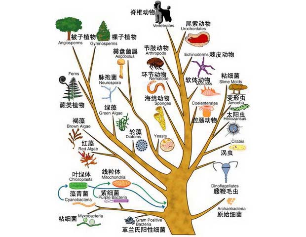 最早的生命到底是咋来的？难道真的是从石头里蹦出来的吗？