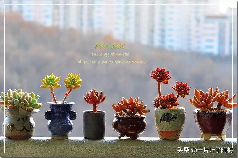 哪些多肉适合养老桩？多肉老桩摆窗台最精致了，看一眼就忘不了