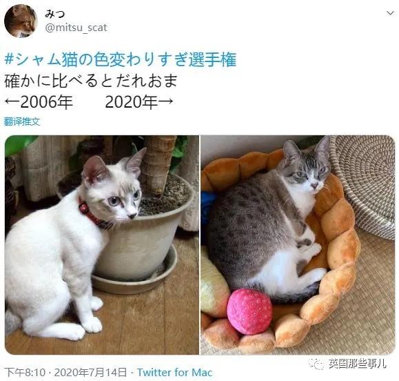 养暹罗等于养好几种猫,重庆暹罗猫变黑了还能白回来吗