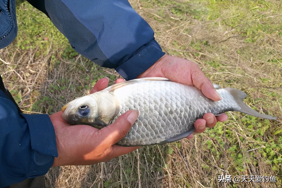 冬季钓鱼的五个干货技巧,冬季钓鱼如何让鱼获翻倍