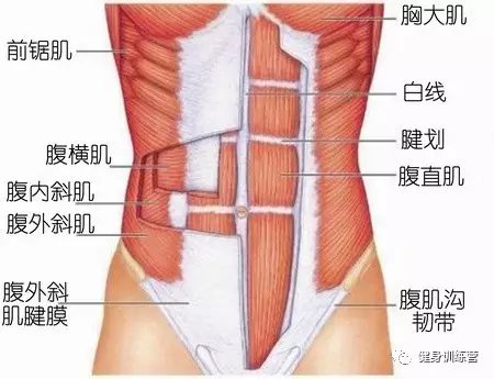 新手腹肌马甲线,抖音上如何快速练出腹肌马甲线