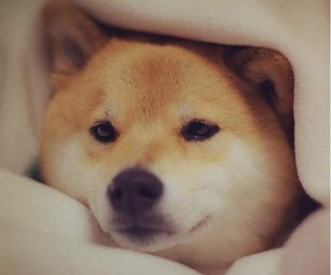 柴犬缺钙会有哪些症状,柴犬缺钙吃什么钙片