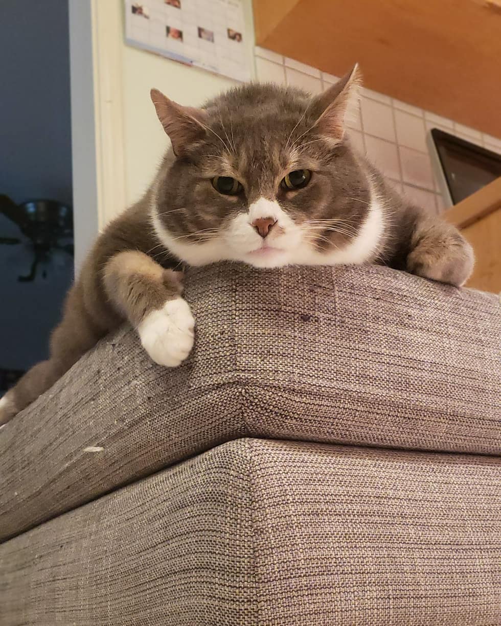猫瘦了怎么才能长胖,猫咪瘦了怎么快速变胖