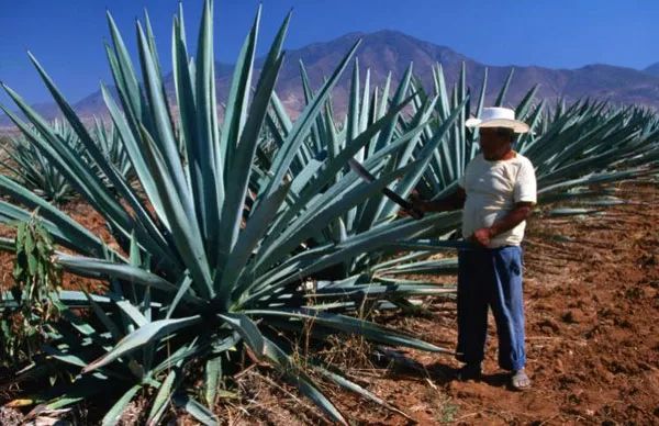 100种常见观叶植物图鉴史上最全,农村常见的100种植物