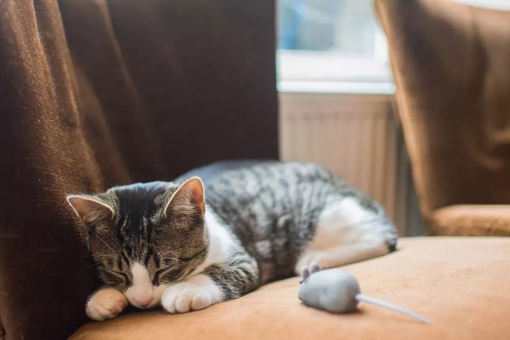 猫咪之前爱喝水突然就不爱喝水了,猫咪突然不吃饭也不喝水怎么回事