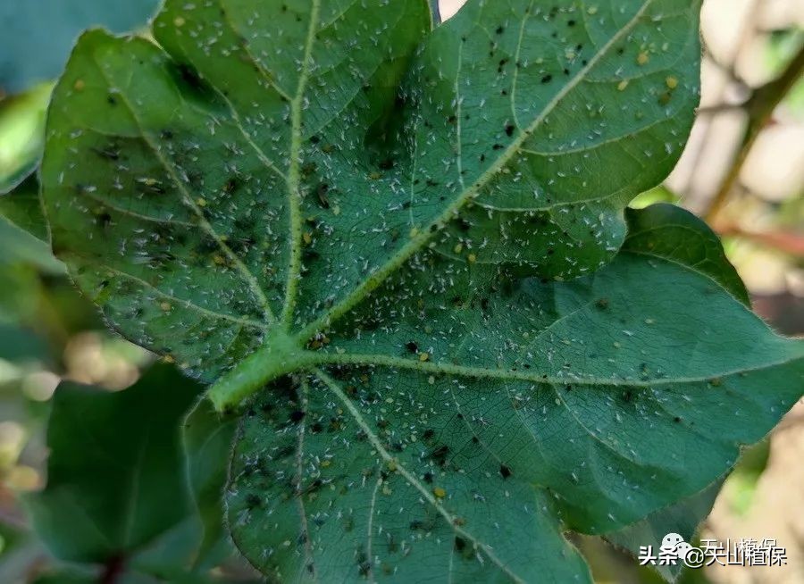 棉蚜的发生规律及防治,棉蚜虫害