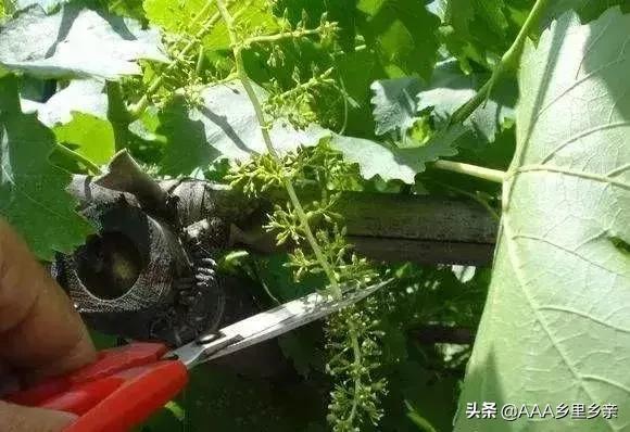 防止葡萄生理落果用什么方法,葡萄为什么会落花落果是熟透了吗