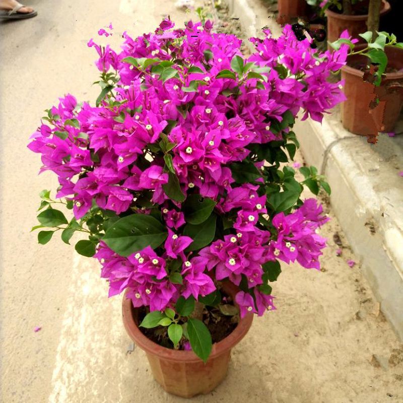 10种易养活的室内植物花,100种家庭花卉种植盆栽大全