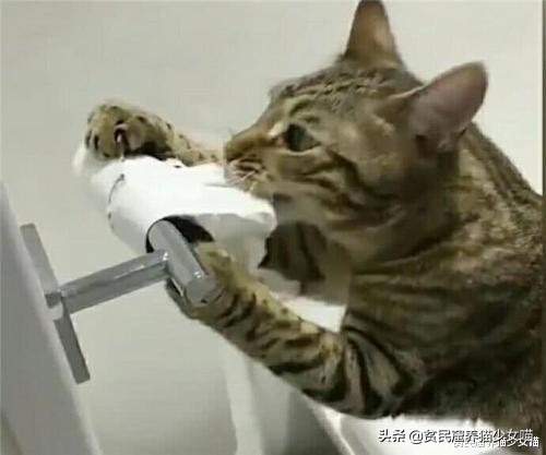 猫咪拉肚子医生给了益生菌,猫咪拉稀喂蒙脱石散需求禁食吗