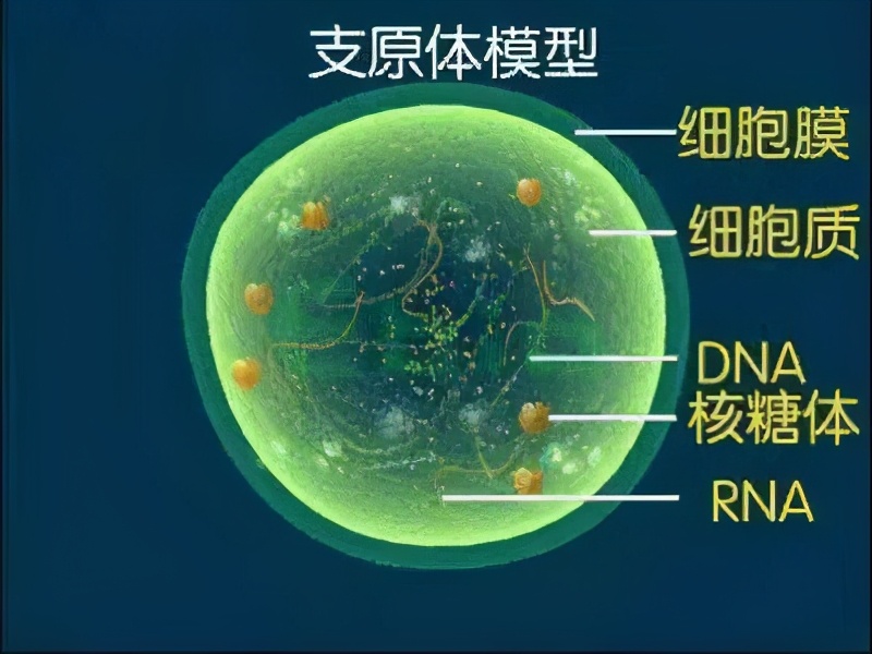都安全小黄盒|不孕为什么要做支原体、衣原体检查？