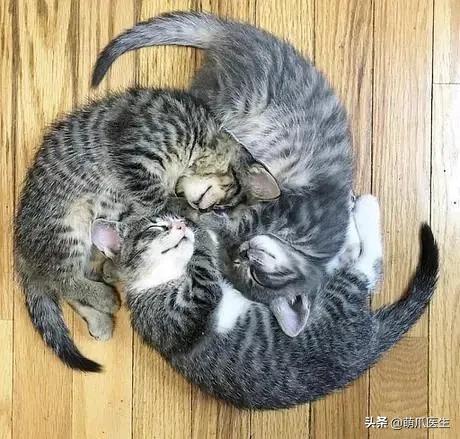 猫睡相太丑,因为猫样子丑所以被遗弃