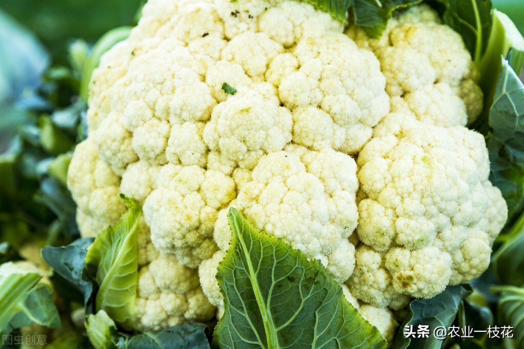 花椰菜黑腐病图片,花椰菜黑腐病有什么症状