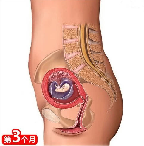 胎宝每周成长参考表,胎宝宝是怎么发育