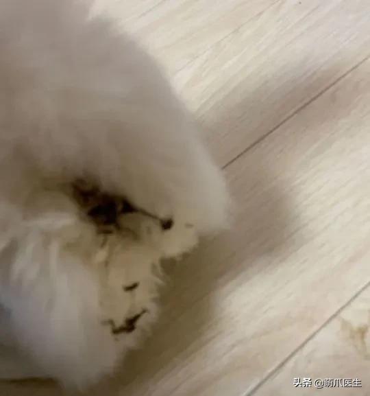 猫咪软便和拉稀的区分是什么,猫咪软便拉稀是如何处理