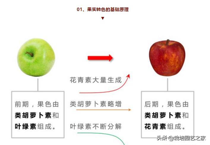 葡萄上色哪种最好,葡萄需求上色的有哪些品种