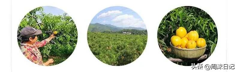 黄油桃，全身无毛，个大饱满，来自山东蒙自，一个根本不过瘾
