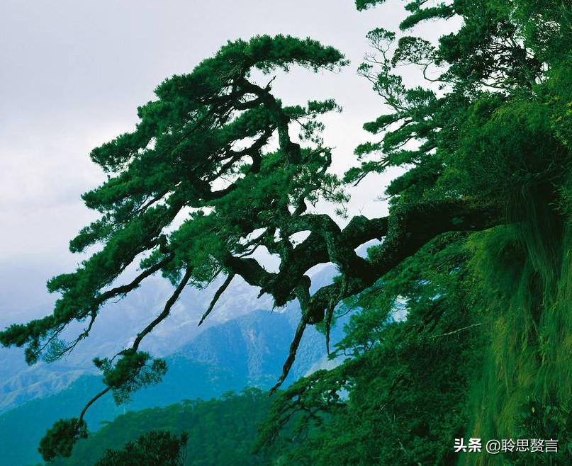 夏日诗句精选,30首夏日诗词人间最美是初夏