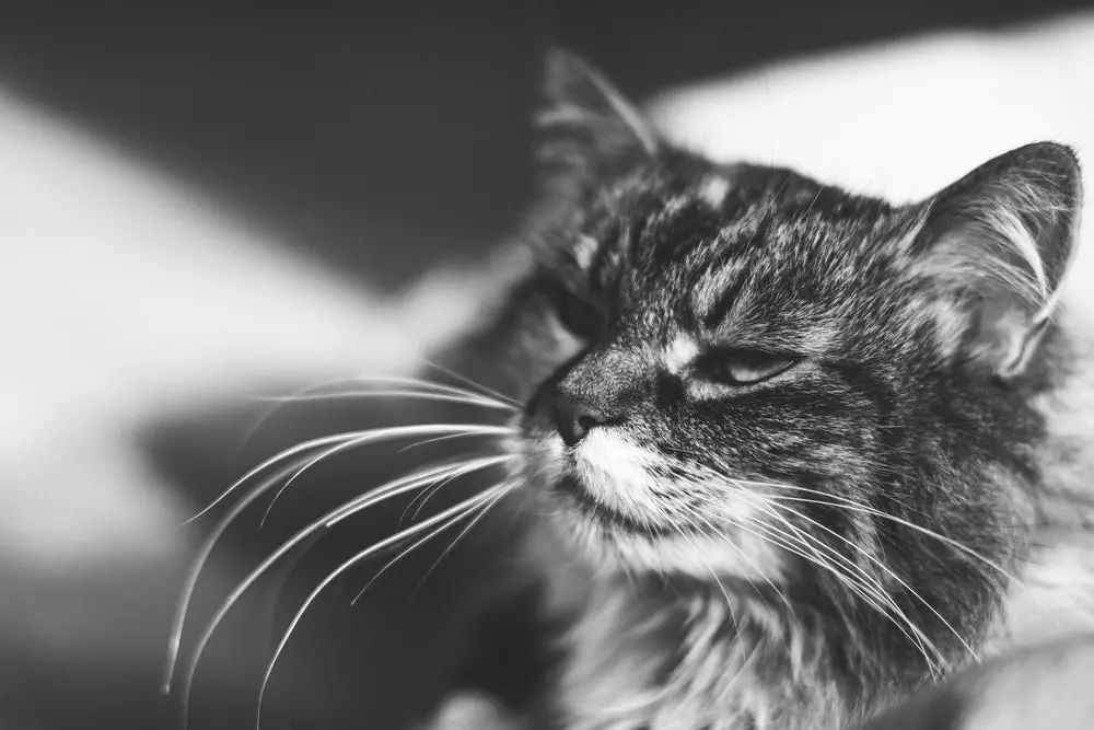 猫咪之前爱喝水突然就不爱喝水了,猫咪突然不吃饭也不喝水怎么回事