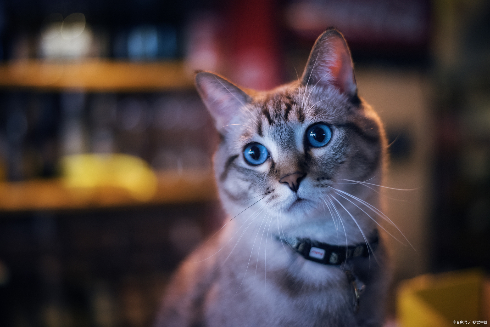 猫咪生病一般需求花费多少钱,当猫生病花费很多钱时