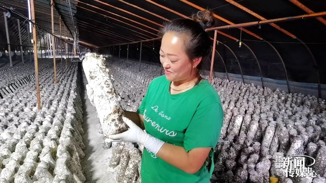 市界行看小康⑰丨新立东村：“小伞”撑起致富梦