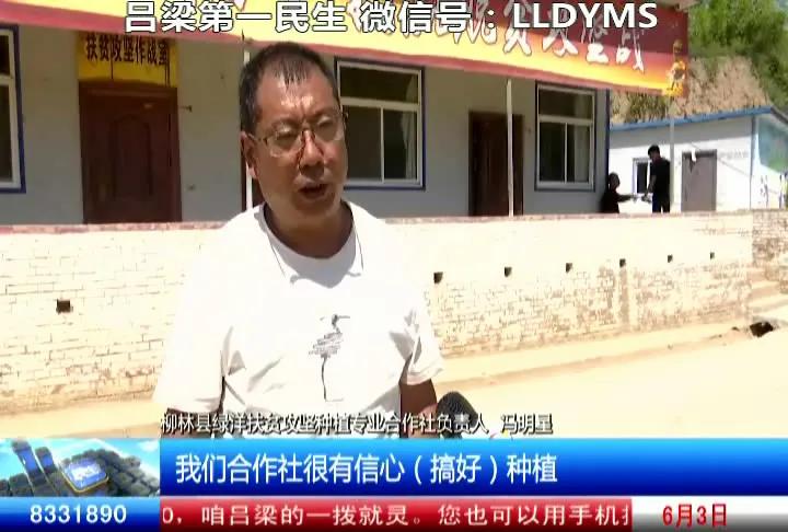 柳林县农业种植,柳林农业
