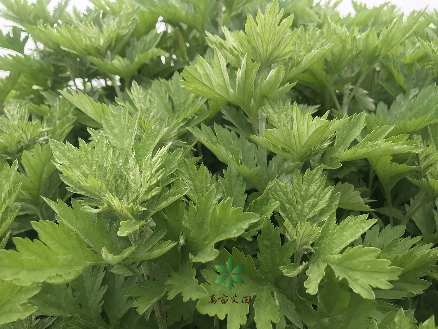 蕲艾艾草适合在北方种植吗,九尖蕲艾艾草种植基地