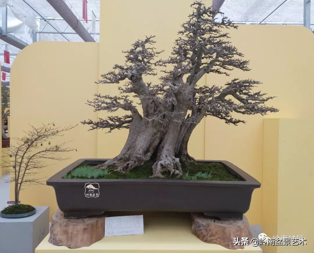 盆景对节白蜡是什么树,对节白蜡盆景是什么树