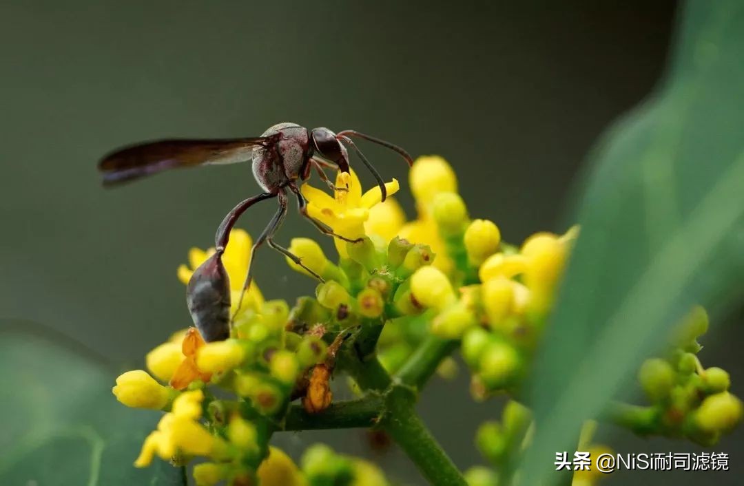 南非NiSi官方大使近摄镜使用心得