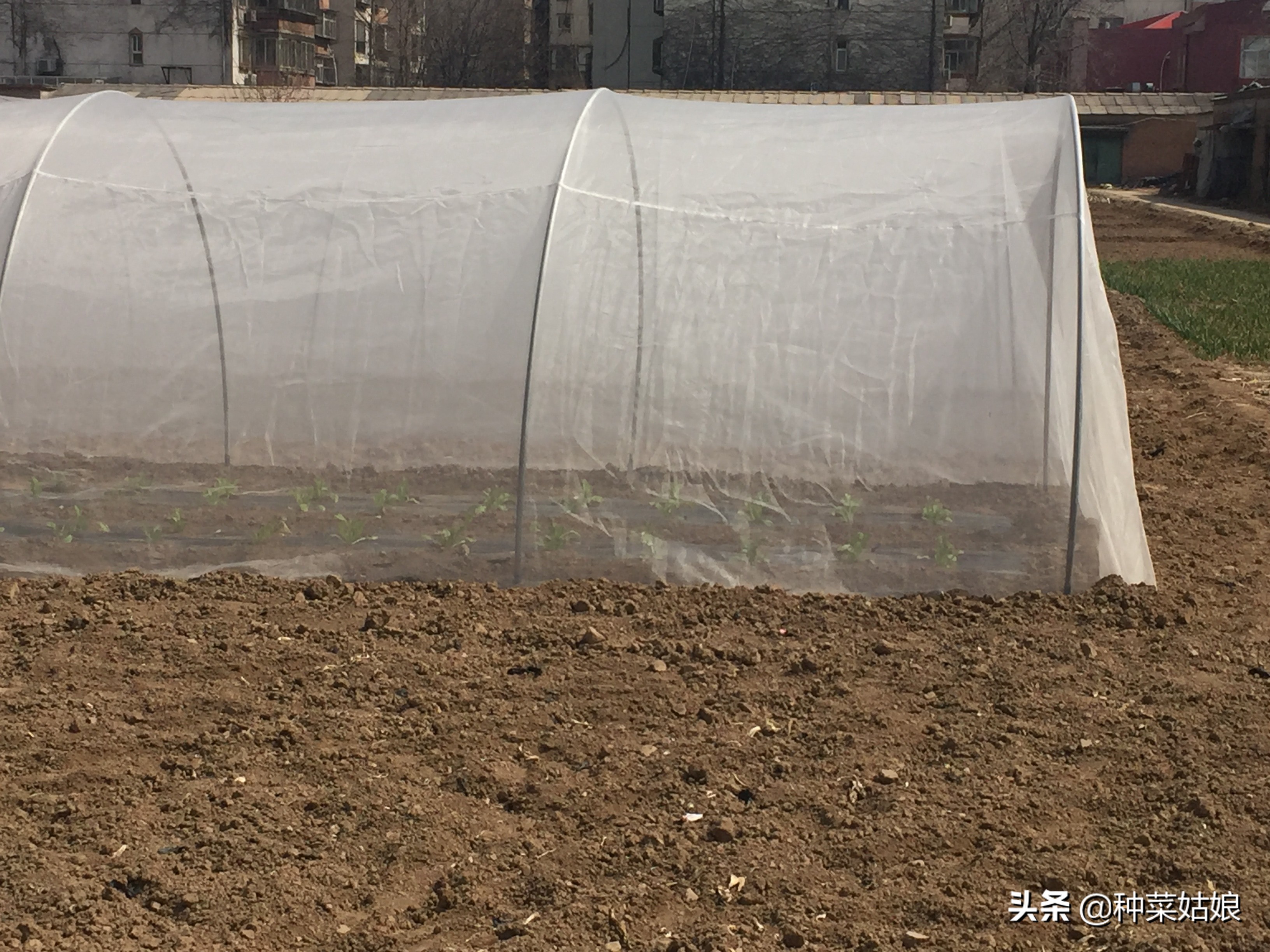 春季适合播种的蔬菜种子,春季蔬菜种子播种时间一览表