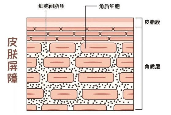 排名第一的胶原蛋白精华,类人胶原蛋白精华推荐