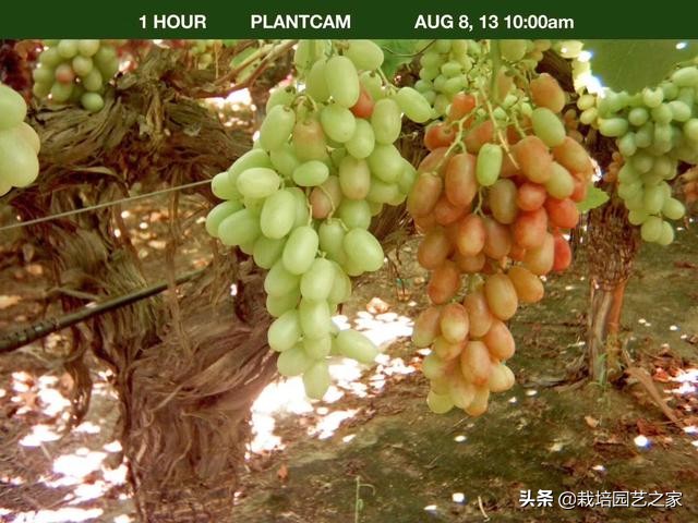 葡萄上色哪种最好,葡萄需求上色的有哪些品种