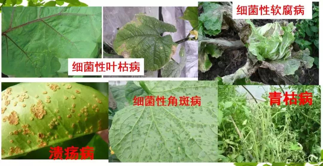 细菌病害最好的药,预防细菌病害用什么药