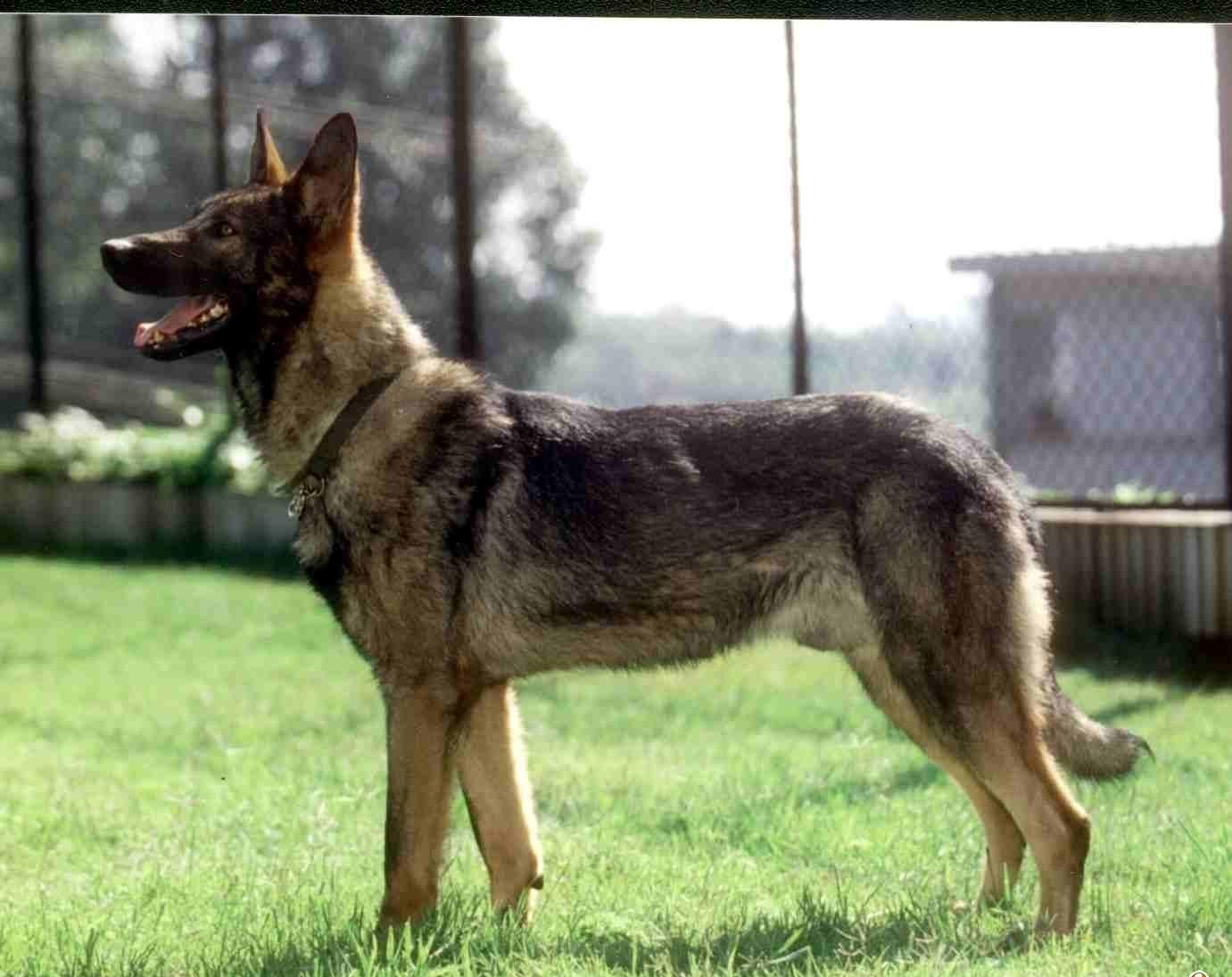 比较像狼犬的狗狗,最像狼的狗哈士奇