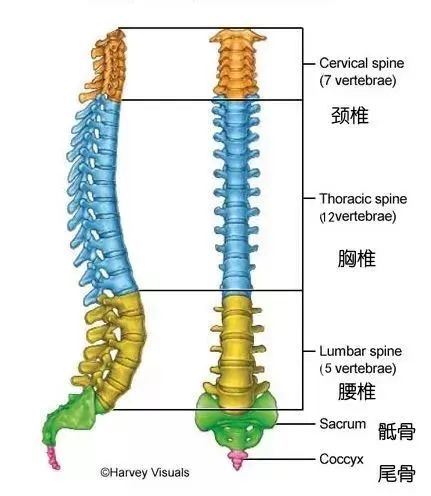 脊柱侧弯背部靠墙,脊柱侧弯让背部肌肉不一样