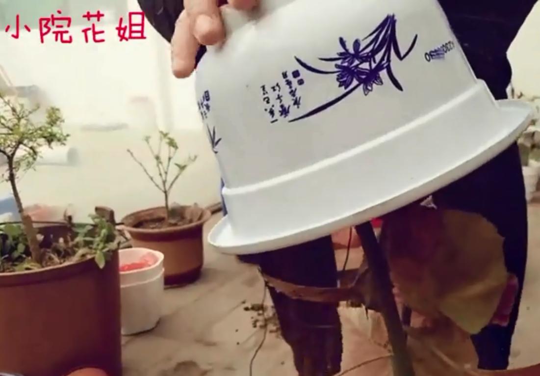 大盆栽花怎样添土好看,如何给大盆花换盆不破坏盆