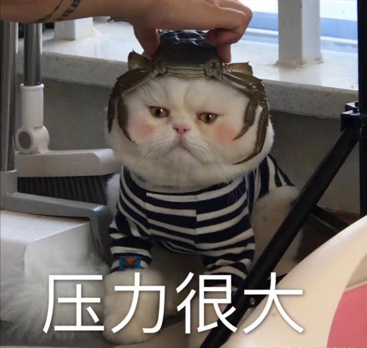 最烧钱的十种犬,最烧钱的五种狗