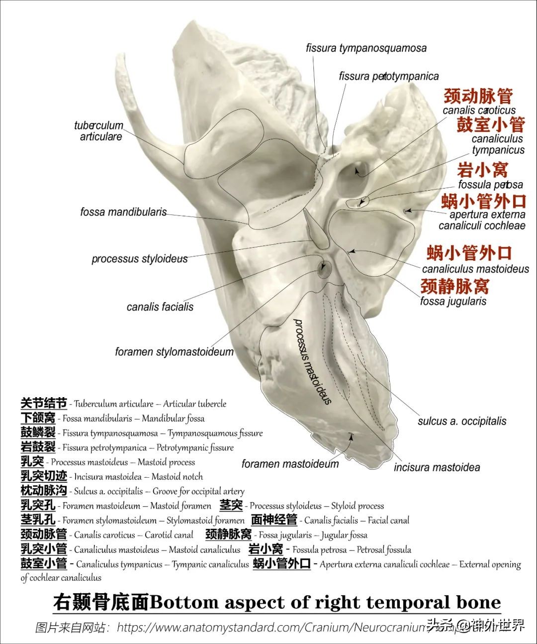 颞骨解剖,颞肌解剖讲解